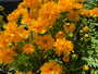 Meisjesogen - Coreopsis grandiflora 'Badengold'