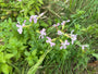 Zeepkruid - Saponaria officinalis