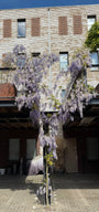 Blauwe regen - Wisteria (sinensis) 'Prolific'