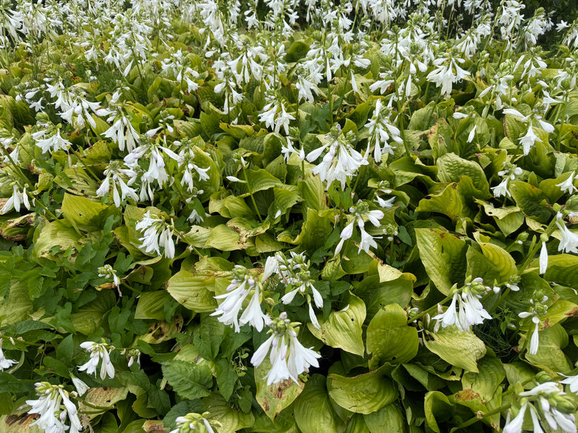 Hartlelie - Hosta 'Sum and Substance'