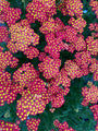 Duizendblad - Achillea millefolium 'Milly Rock Red'