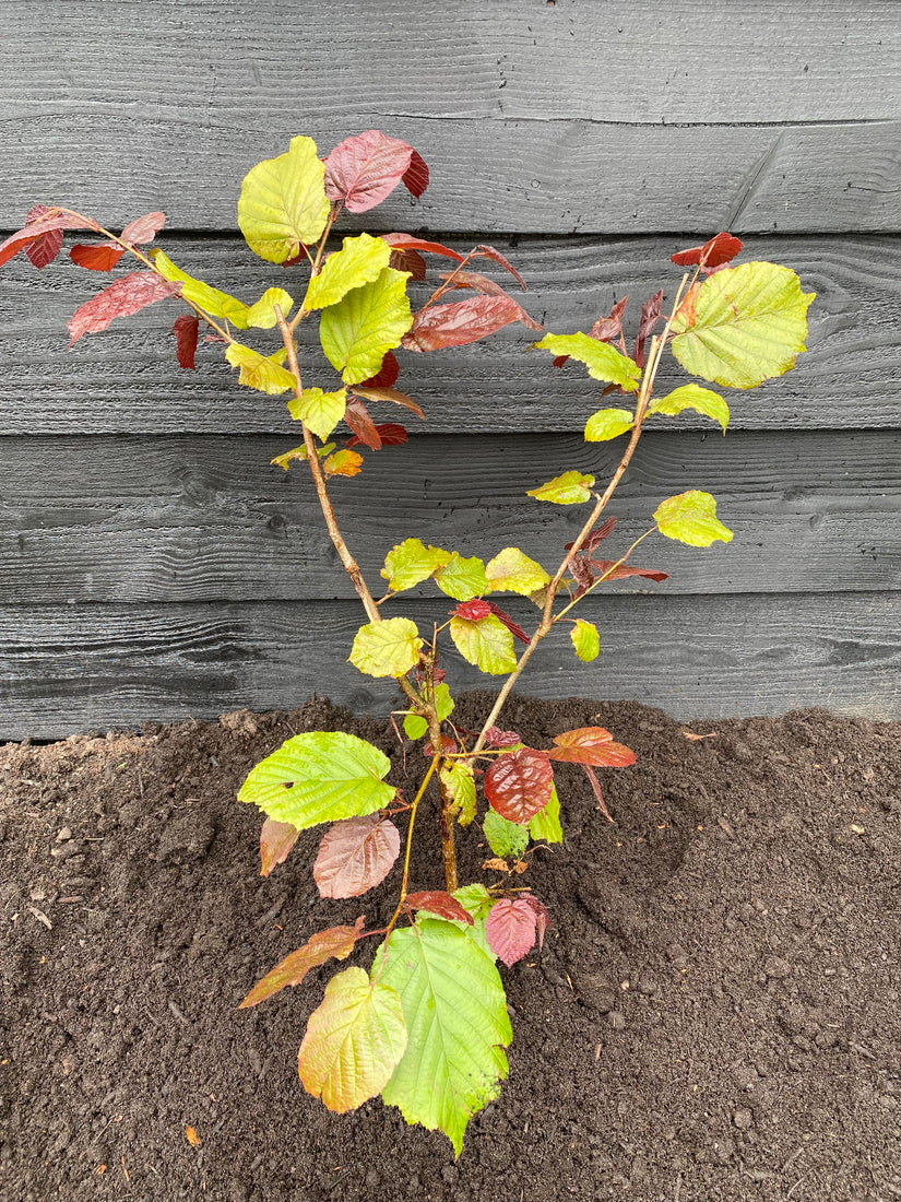 Biologisch Hazelnoot - Corylus 'Rode Zellernoot'