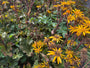 Kruiskruid - Ligularia dentata 'Desdemona'
