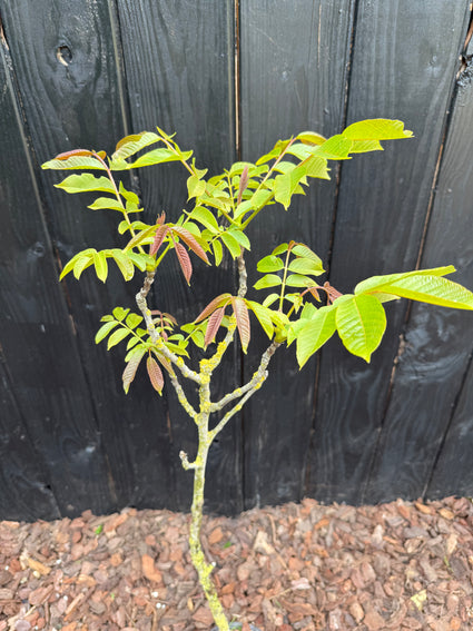 Walnootboom - Juglans regia