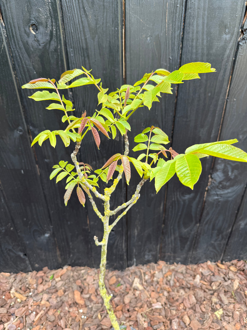 Walnootboom - Juglans regia