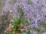 Lamsoor - Limonium Latifolium