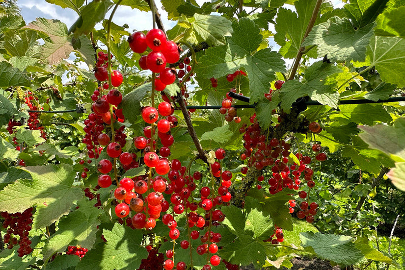 Biologisch Rode Bes / Aalbes - Ribes rubrum 'Jonkheer van Tets'