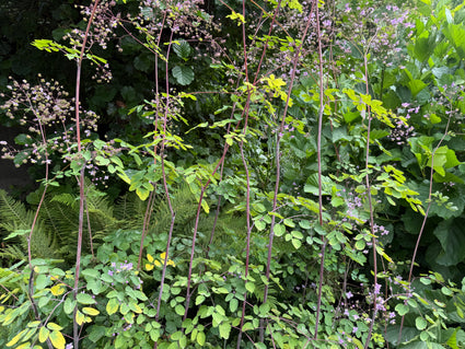 Chinese ruit - Thalictrum delavayi