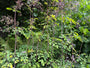 Chinese ruit - Thalictrum delavayi
