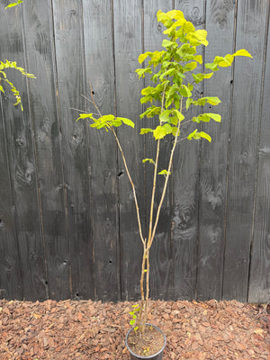 175-200 cm, C3