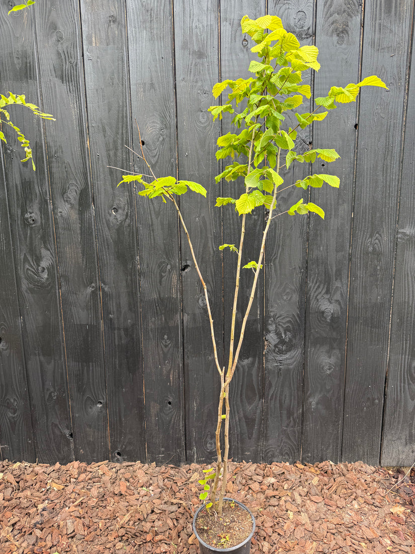 Gewone Hazelaar (Inheems) - Corylus avellana
