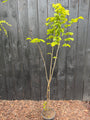 Gewone Hazelaar (Inheems) - Corylus avellana