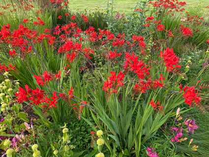 Biologisch Montbretia - Crocosmia 'Lucifer'