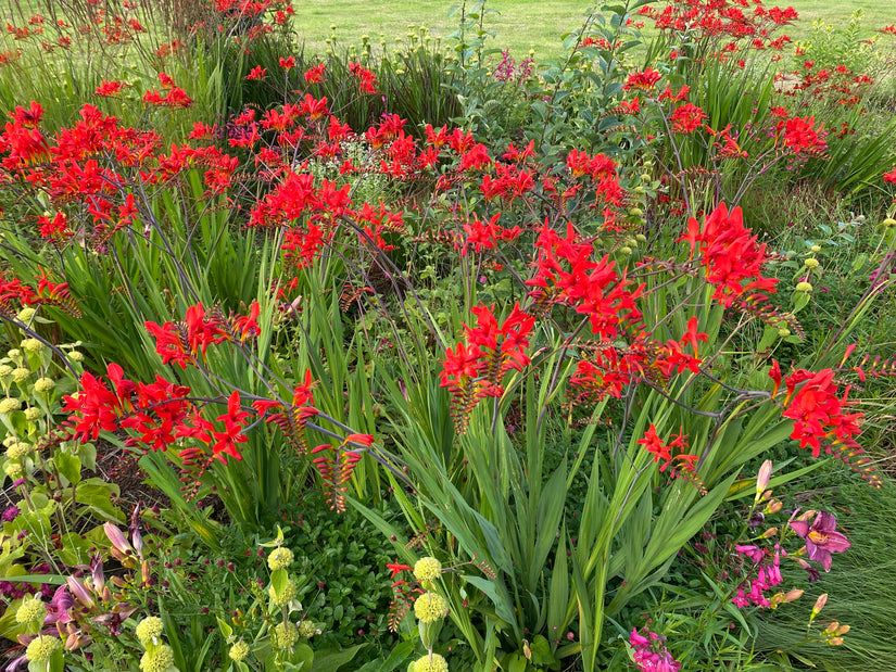 Biologisch Montbretia - Crocosmia 'Lucifer' TIP