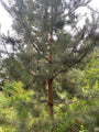 Zwarte den - Pinus nigra 'Nigra'