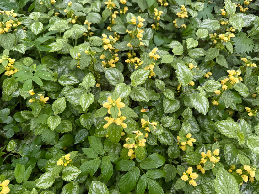 Bonte gele Dovenetel - Lamiastrum galeobdolon 'Florentinum'