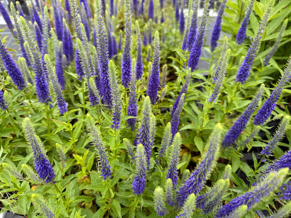 Ereprijs - Veronica spicata 'Ulster Dwarf Blue'