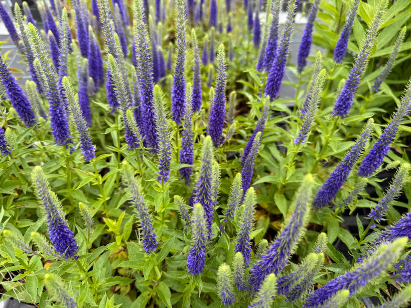 Ereprijs - Veronica spicata 'Ulster Dwarf Blue'