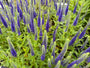 Ereprijs - Veronica spicata 'Ulster Dwarf Blue'