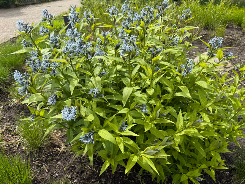 Biologisch Blauwe ster - Amsonia 'Blue Ice'