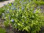 Biologisch Blauwe ster - Amsonia 'Blue Ice'