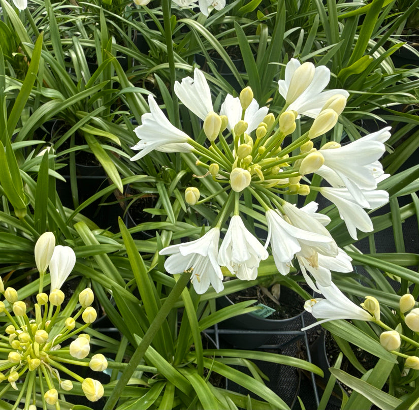 Biologische Afrikaanse lelie (wit) - Agapanthus africanus 'Albus'