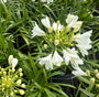 Biologische Afrikaanse lelie (wit) - Agapanthus africanus 'Albus'