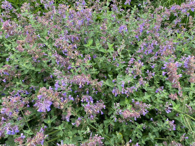 Kattenkruid - Nepeta racemosa 'Grog'