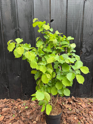 60-80 cm, C3