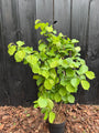 Gewone Hazelaar (Inheems) - Corylus avellana