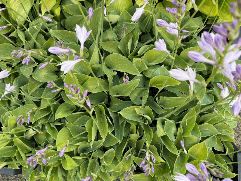 Hartlelie - Hosta 'Blue Cadet'