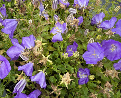 Karpatenklokje - Campanula carpatica 'Blaue Clips'