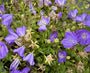 Karpatenklokje - Campanula carpatica 'Blaue Clips'