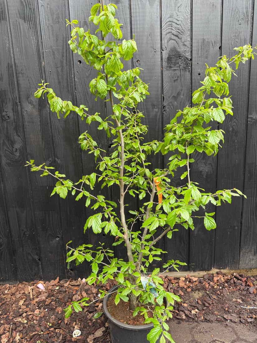 Perzisch ijzerhout - Parrotia persica 'Bella'