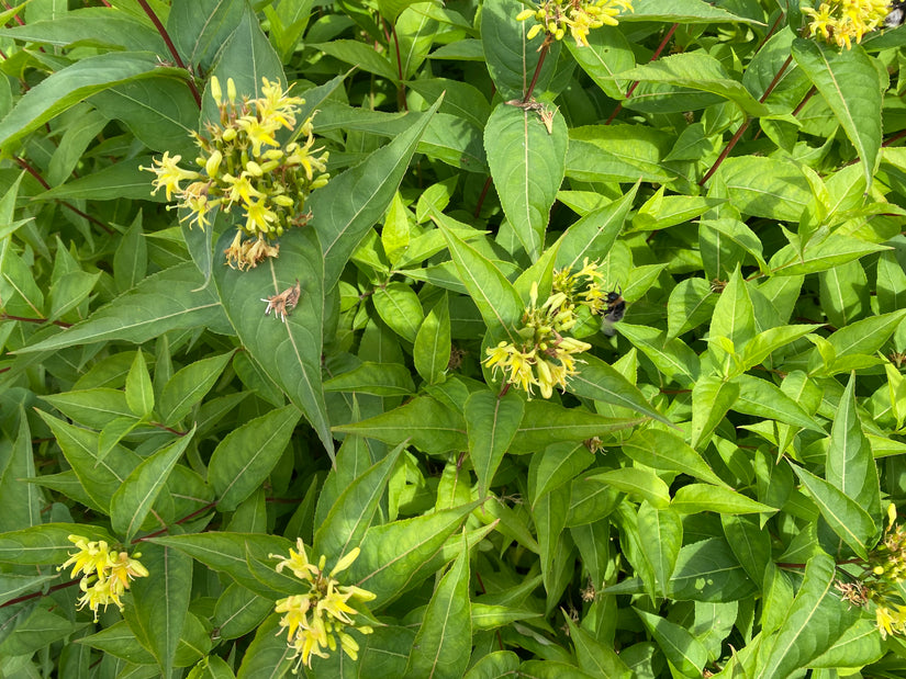 Boskamperfoelie - Diervilla sessilifolia 'Butterfly'