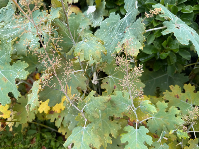 Pluimpapaver - Macleaya Cordata