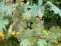 Pluimpapaver - Macleaya Cordata