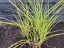 Prachtriet - Miscanthus sinensis 'Gracillimus'