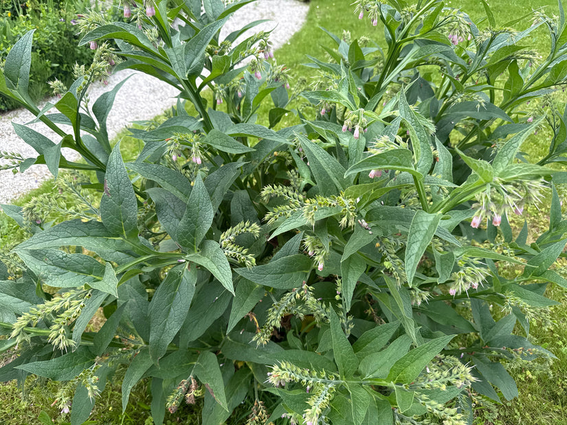 Gewone smeerwortel - Symphytum officinale