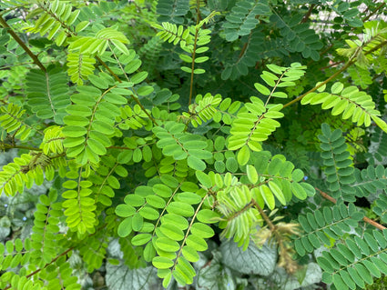 Indigostruik - Amorpha fruticosa