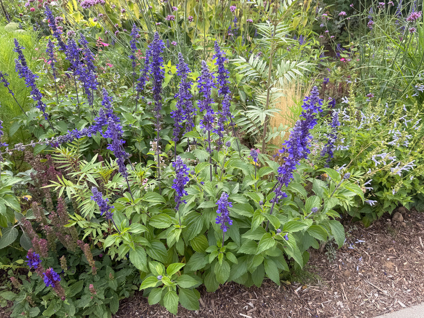 Meelsalie - Salvia farinacea