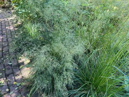 Ruwe smele - Deschampsia cespitosa 'Goldschleier'