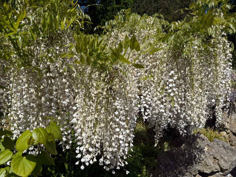 Witte Blauweregen - Wisteria Floribunda (sinensis) 'alba'
