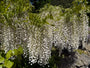Witte Blauweregen - Wisteria Floribunda (sinensis) 'alba'