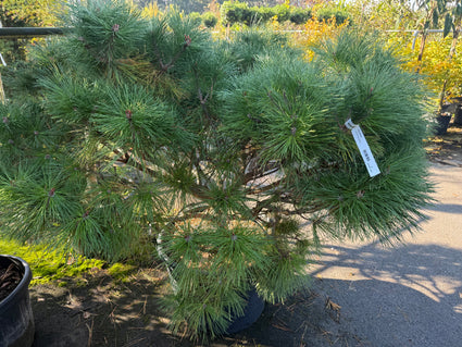Zwarte den - Pinus nigra 'Brepo'