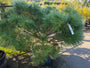 Zwarte den - Pinus nigra 'Brepo'