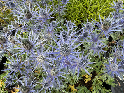 Kruisdistel - Eryngium planum