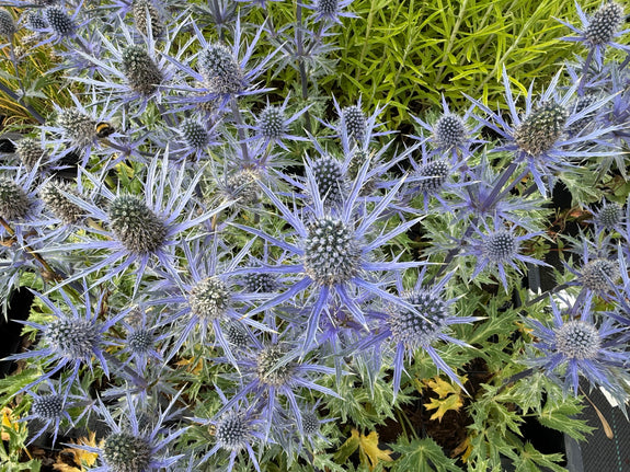 Kruisdistel - Eryngium planum