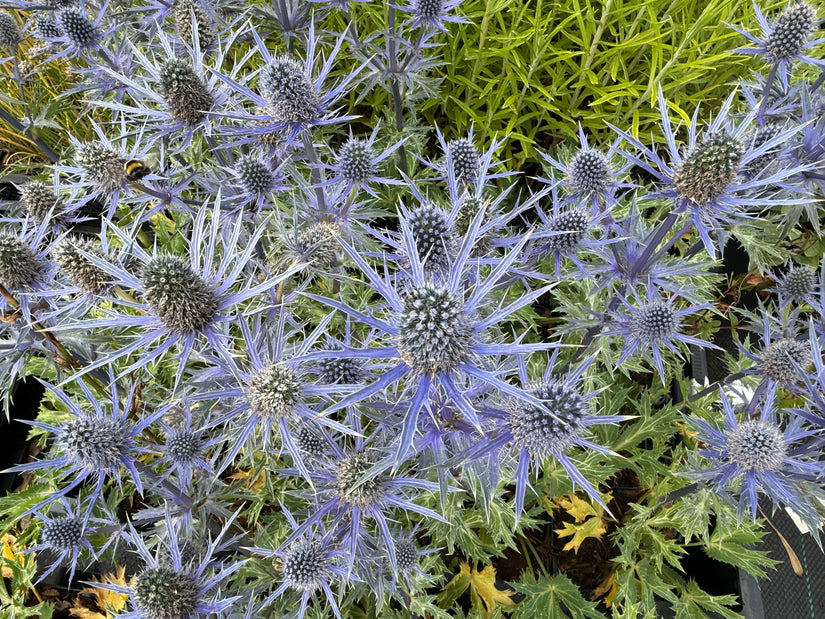 Kruisdistel - Eryngium planum