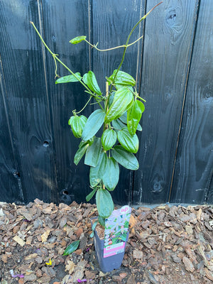 65 cm, C2